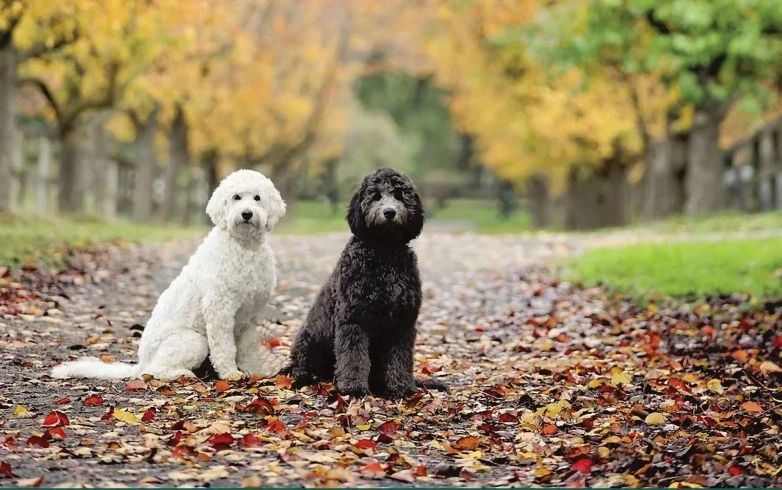 Two groodles, one White and one Black, sitting in park looking at camera