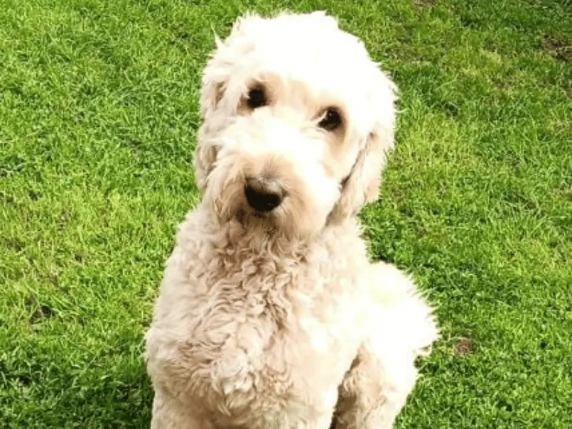 Golden Groodle sitting and looking at camera